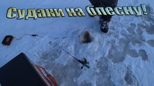 Ловля судаков, на блесну, с эхолотом - ПРАКТИК 6м! На живца клюнул ЗВЕРЬ - подводная съёмка!