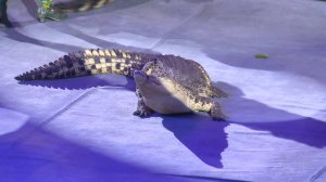 Рязанские ветеринары прооперировали циркового крокодила
