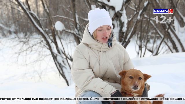 Симка -питомец приюта "Лохматых сердец" смотреть онлайн