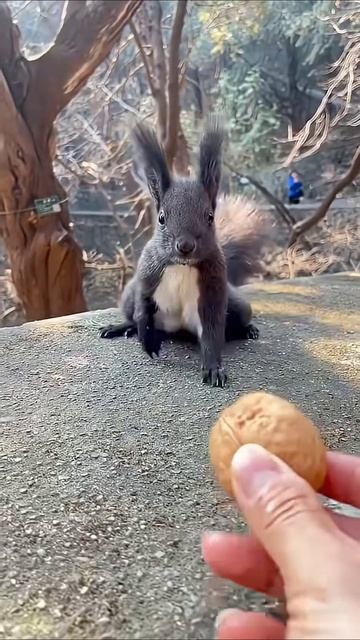Орешек для белочки смотреть онлайн