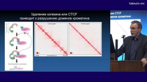 Киреев И.И. - Клеточная биология - 3. Структурная организация хроматина и митотических хромосом
