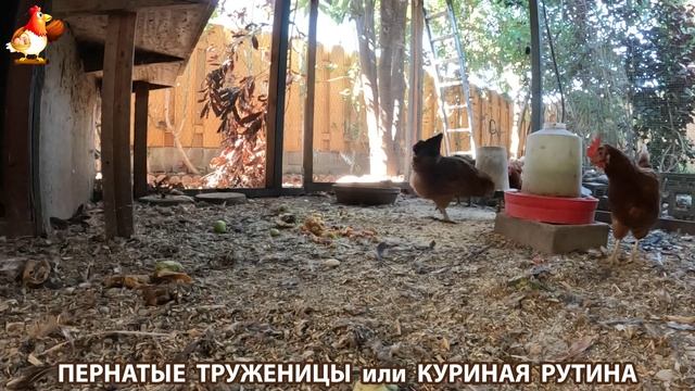 Куриная рутина – что делают куры на выгуле 😂 эпизод (113) смотреть онлайн