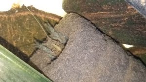 Мраморные раки, утро 14 января 2026 года