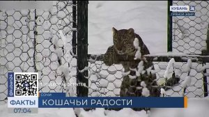В Центре восстановления леопарда в Сочи показали видео с леопардами в снегу