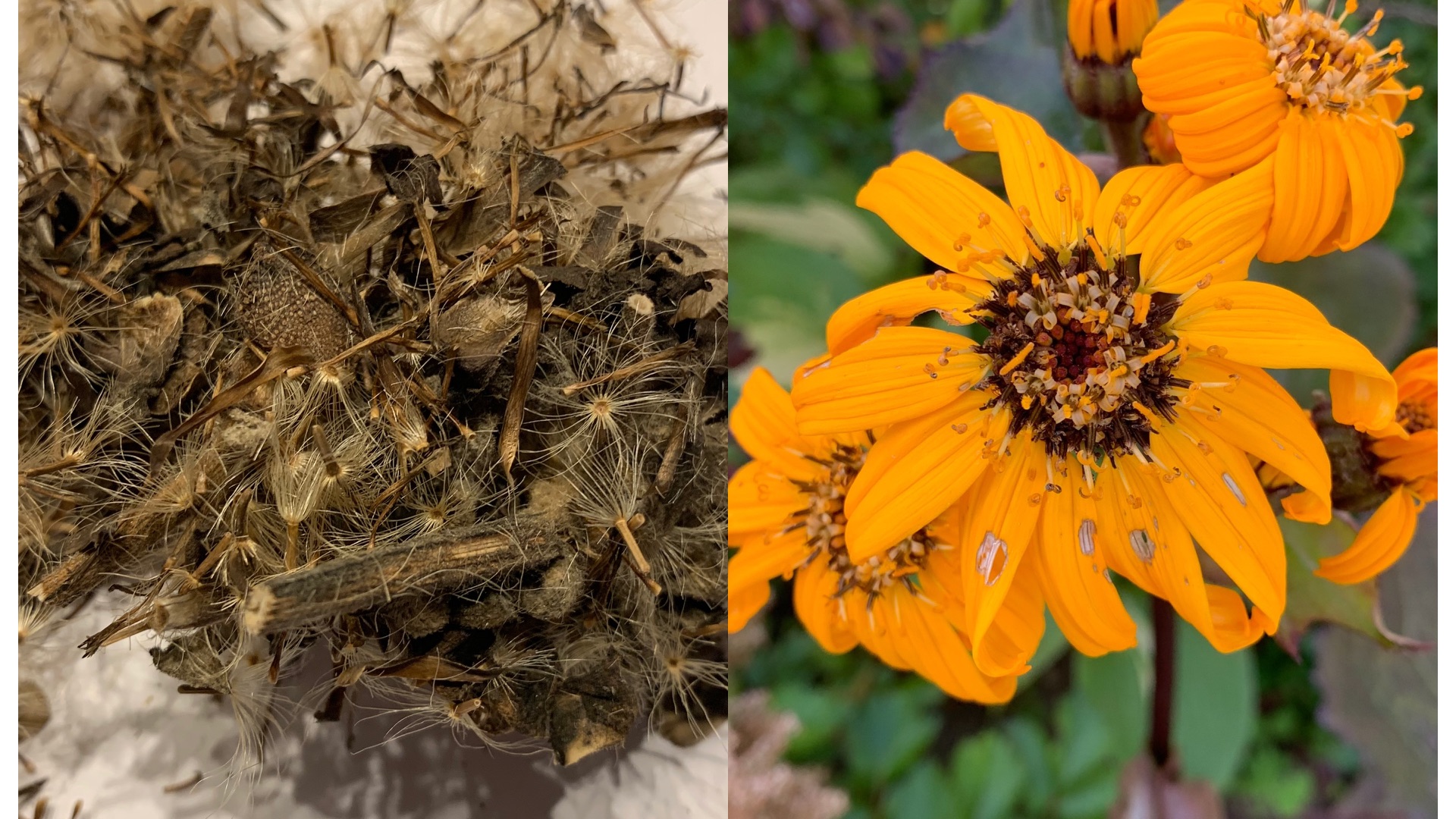 Семена Бузульника дали всходы на шестой день смотреть онлайн