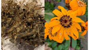 Семена Бузульника дали всходы на шестой день