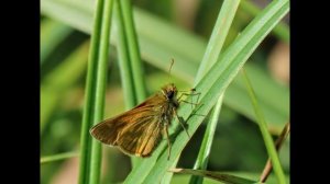 Чайка обедала карасиком и др. птички перелётные