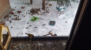 сытный ужин в вольном зоопарке