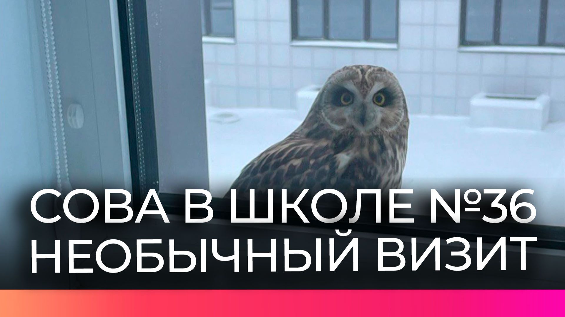 Сова наведалась в школу №36 в Великом Новгороде смотреть онлайн