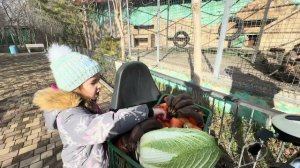 Мы несем целый ящик вкусняшек Люсиной банде, но они уже заелись настолько, что просто играются едой