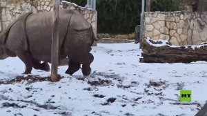 شاهد.. غزال صغير يتحدى وحيد قرن في حديقة حيوانات بولندية