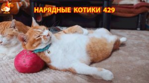 Нарядные Котики расслабляются на солнышке 🌞 🐈🐈🐈 (429)