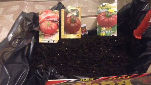 Рассада томатов со стратификацией ( более крепкая и урожайная рассада ) смотреть онлайн