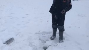 поимка форели на активную снасть