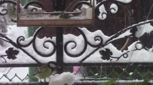 Синички любят сало.