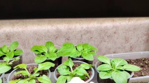 Обзор рассады моих цветов на 14 января 2026 год.