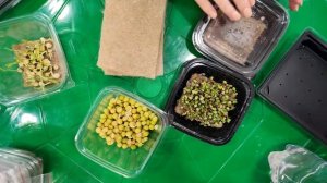 Как вырастить микрозелень на подоконнике?