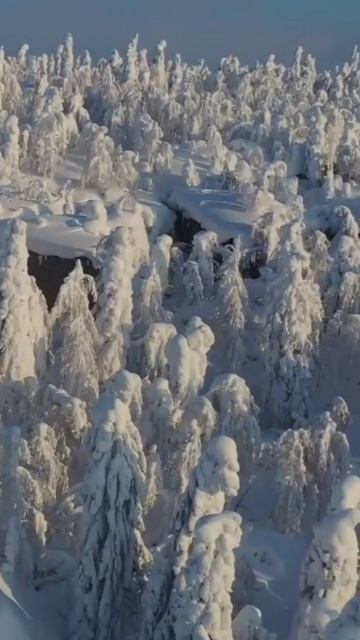 Печора Тайга