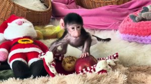 Николь такая милая, самая милая обезьянка на свете❤️