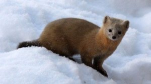 Лесная Жизнь , Соболиный Промысел на Камчатке , Камчатский Кряж , 1-я Часть