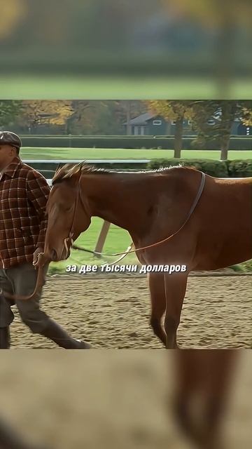 Я купил ленивую лошадь которая любила по спать смотреть онлайн