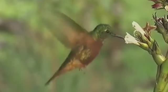 ... Колибри -Что мы знаем о них .... смотреть онлайн