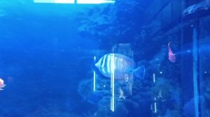 рыбки зоопарк Калининград