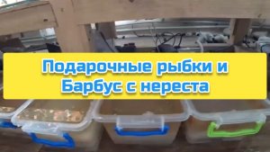 Подарочные рыбки и Барбус с нереста