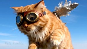 Discovery отдыхает: Котоплан найден! 🙀