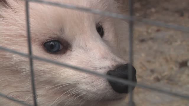 " Серебро севера " (5) Деревня ездовых собак. Енотовидная собака смотреть онлайн