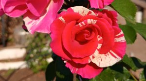 Красивые розы, вспомним лето ! #цветы