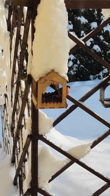 За окошком снегири греют кормушку с рябиною) смотреть онлайн