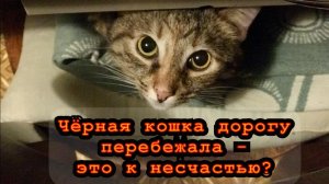 Чёрная кошка дорогу перебежала - к несчастью? / Статья - в Видео / Архив от 16.02.2022
