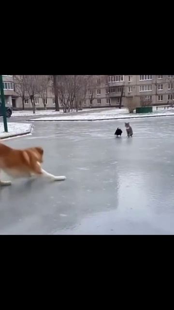 собаканальду собачьи_приключения собачья_радость собачья_жизнь друзья_четвероногие собаки_в_го