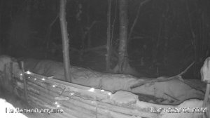 LIVE: На лесной опушке. Природа онлайн