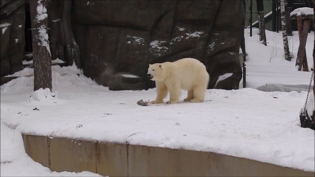 Стрелка отдыхает после завтрака, а Белка поиграла с ластой нерпы и стала её кушать 12.01.2026 смотреть онлайн