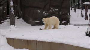 Стрелка отдыхает после завтрака, а Белка поиграла с ластой нерпы и стала её кушать 12.01.2026