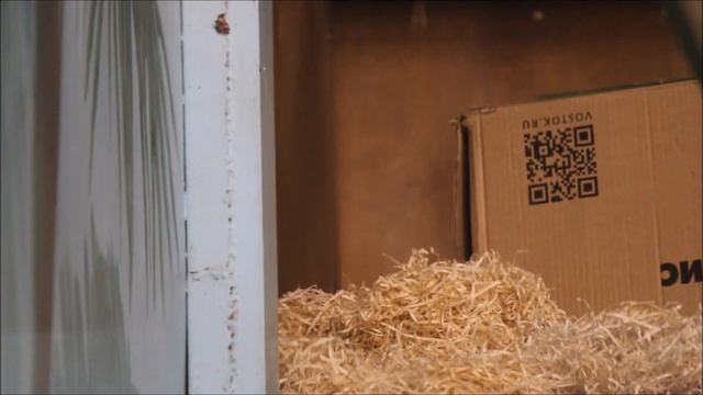 Пока папа и мама принимают завтрак малышка  Бушель занимается коробкой 12.01.2026 смотреть онлайн