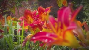 Расслабляющая экскурсия по саду с УДИВИТЕЛЬНЫМИ ЦВЕТАМИ на острове Макино | Спокойная музыка для рас