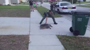 Моменты с Животными, Попавшие на Камеру