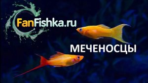 Меченосцы содержание и уход в аквариуме, размножение и разведение видео-обзор