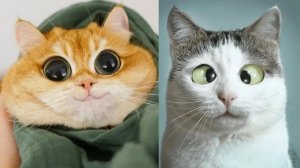 СМЕЙСЯ ДО СЛЁЗ 🤣 ВЕСЕЛАЯ ПОДБОРКА ПРИКОЛОВ С ЖИВОТНЫМИ😁