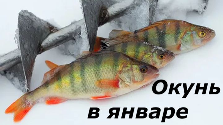 КАК ЛОВИТЬ ОКУНЯ в ЯНВАРЕ? НАЖИВКИ и СНАСТИ для ЛОВЛИ ОКУНЯ! МЕСТА и ВРЕМЯ для РЫБАЛКИ в ЯНВАРЕ смотреть онлайн