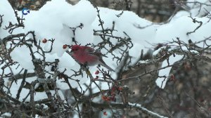 В Петрозаводске зафиксировали необычных для города птиц
