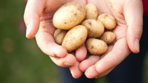 Какую картошку выбрать для посадки в этом году?