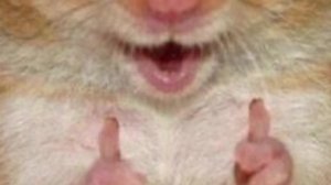 трансляция