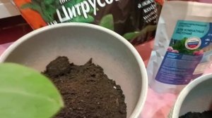 Пересадка саженцев лимонов в горшки