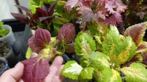 Обзор колеусов в январе.