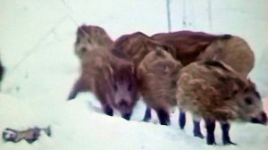 1988 год. Тюменская область. Кабаны в заказнике