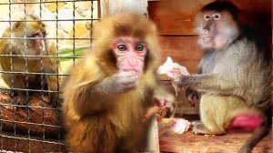 ТРУСЛИВЫЙ магот не ест МОРСКИХ КОЗЯВОК! У макак ЗАСТОЛЬЕ, Сакура и семья пируют! Феня Веня МЯСОЕДЫ!